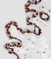 HIST1H4A Antibody (C-term)